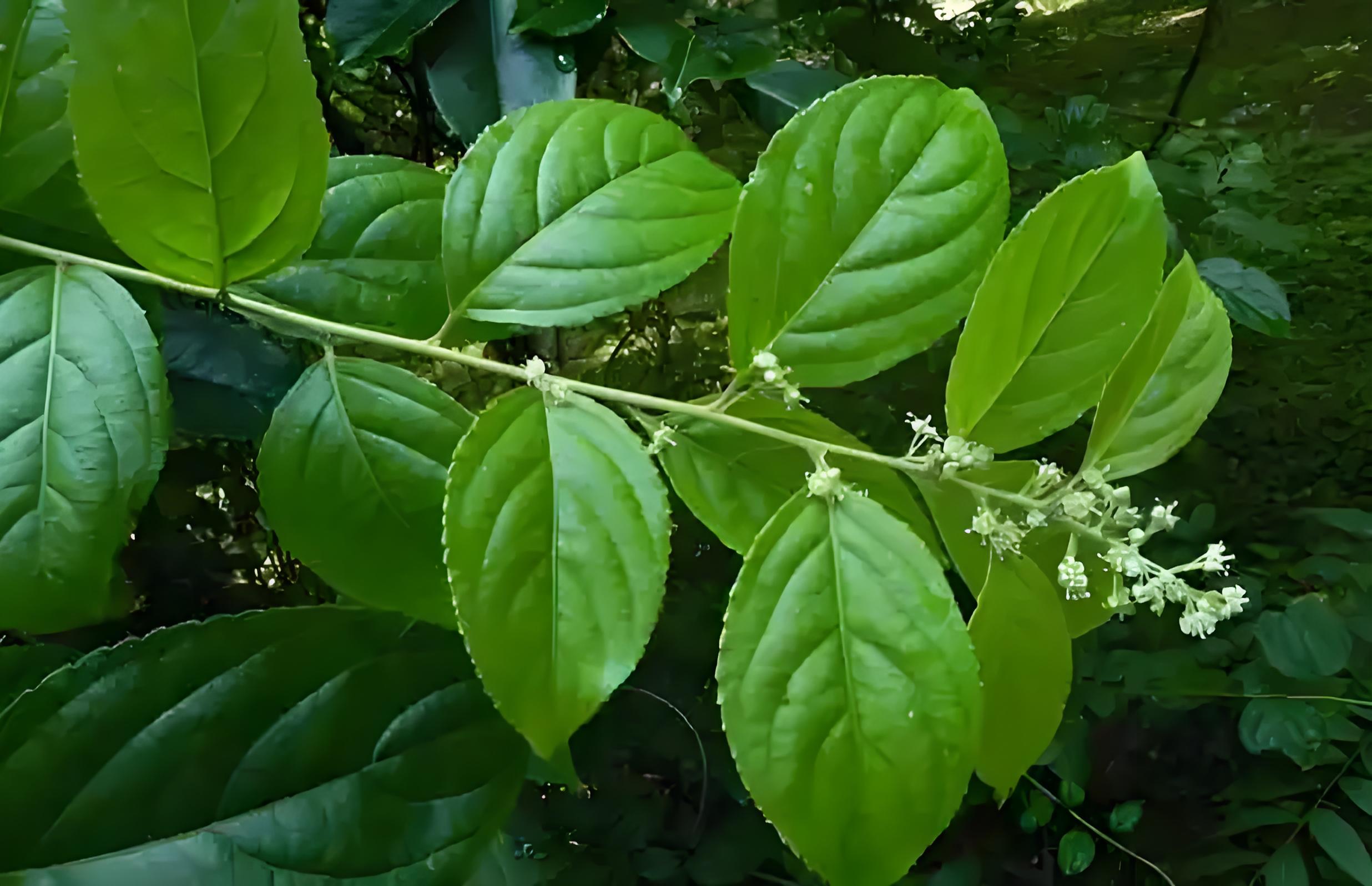 “雷公藤+”提取物 生物（植物源）產品 研發歷程